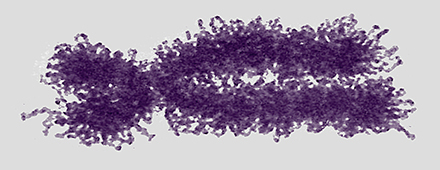  replicated chromsomes 